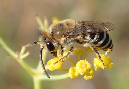 Réf. 193 580 : Colletes sp.